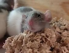 baby Dumbo rats