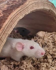 baby Dumbo rats - Photo 2