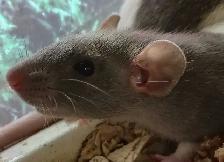 baby Dumbo rats - Photo 3