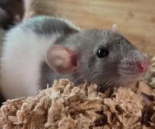baby Dumbo rats - Photo 4