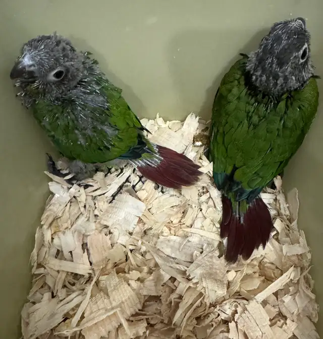 Conure babies for sale, (Green cheek)