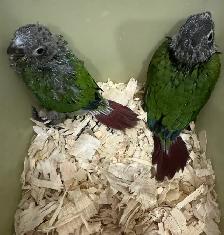 Conure babies for sale, (Green cheek)