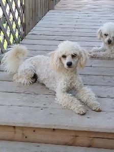 Maltese/Poodle Puppies For Sale