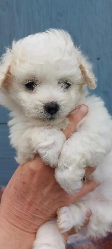 Maltese/Poodle Puppies For Sale - Photo 2