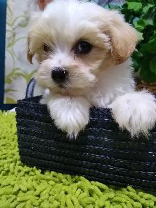Maltese/Poodle Puppies For Sale - Photo 3