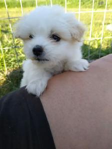 Maltese/Poodle Puppies For Sale - Photo 4