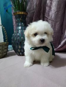 Maltese/Poodle Puppies For Sale - Photo 5