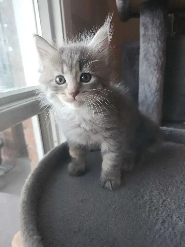 2 kittens