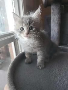 2 kittens