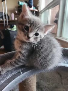 2 kittens - Photo 2