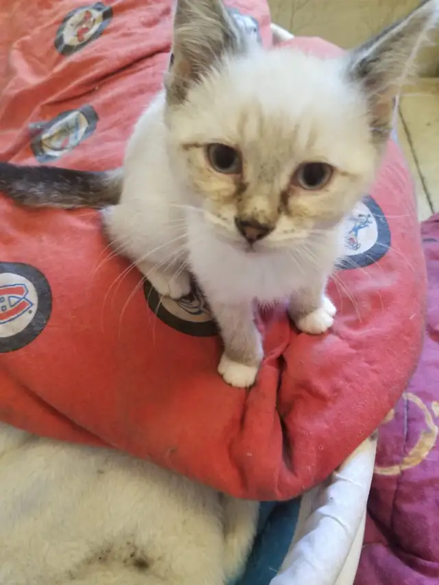 Kitten available