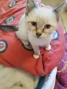 Kitten available