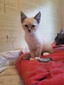 Kitten available - Photo 2
