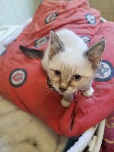 Kitten available - Photo 3