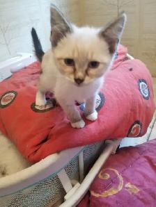 Kitten available - Photo 4