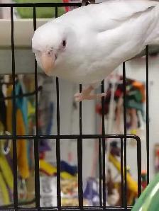 baby albino parrotlet - Photo 2