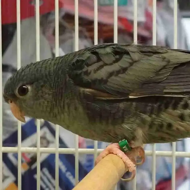 lineolated parakeet