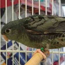lineolated parakeet