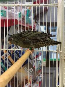 lineolated parakeet - Photo 2
