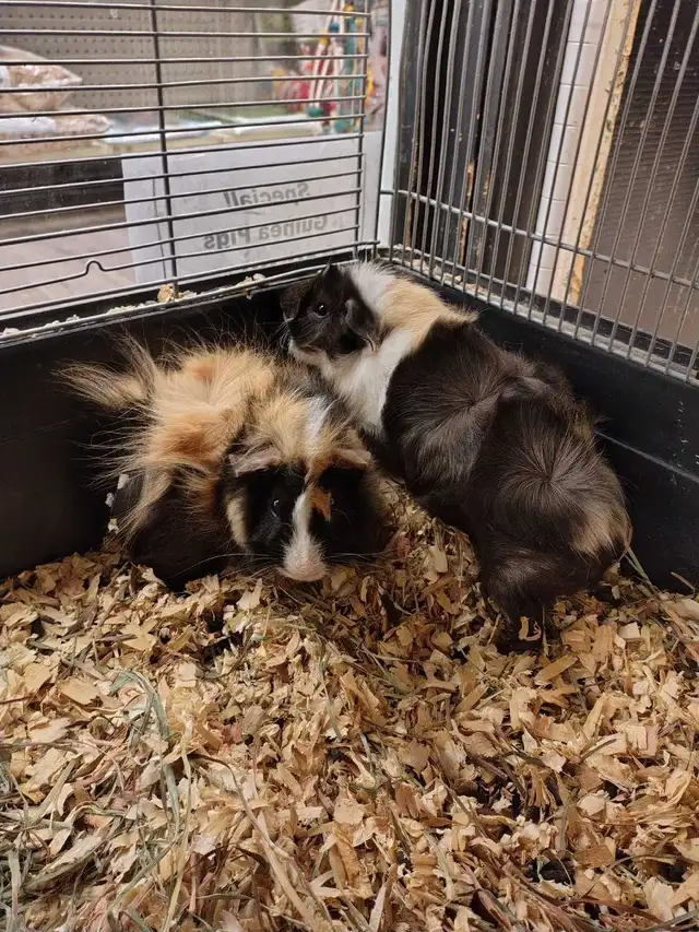 baby guinea pigs