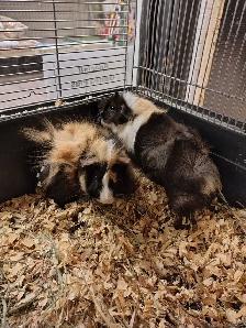 baby guinea pigs