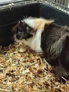 baby guinea pigs - Photo 3