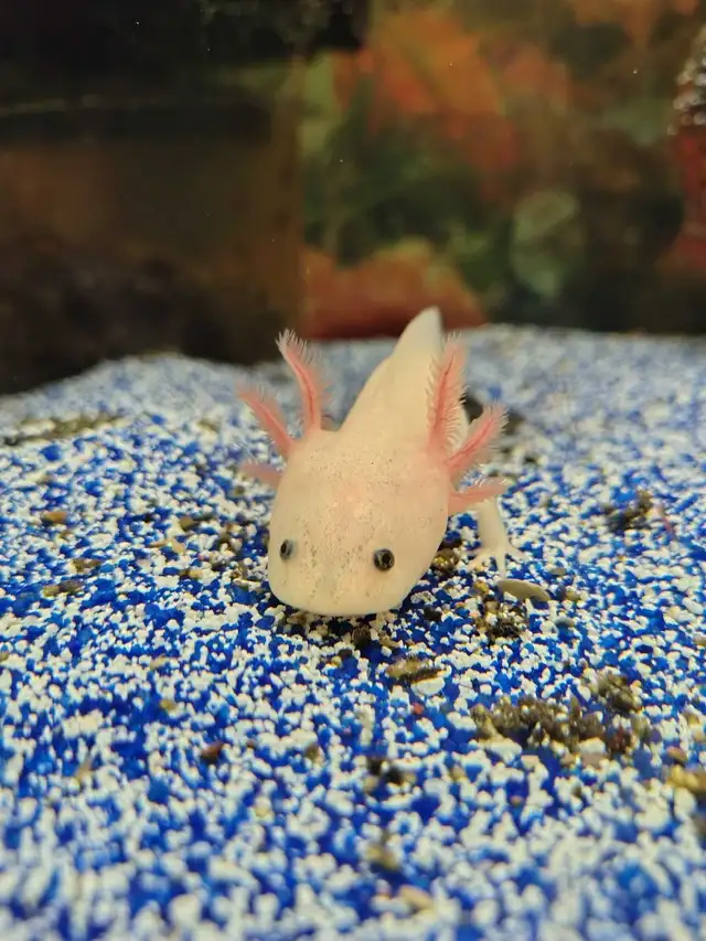 baby axolotl