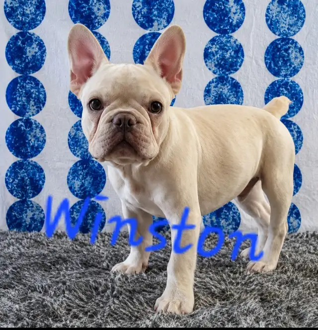 French Bulldog Puppies  CKC Registered