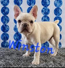 French Bulldog Puppies  CKC Registered