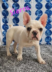 French Bulldog Puppies  CKC Registered - Photo 2