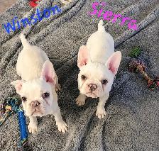 French Bulldog Puppies  CKC Registered - Photo 3
