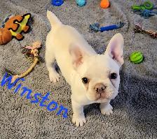 French Bulldog Puppies  CKC Registered - Photo 4