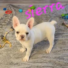 French Bulldog Puppies  CKC Registered - Photo 5