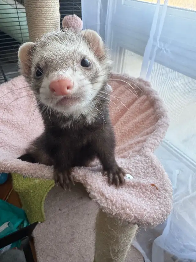 Friendly Ferret   Premium Cage & Accessories