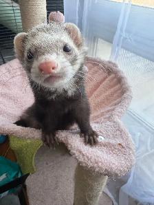 Friendly Ferret   Premium Cage & Accessories