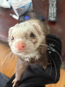 Friendly Ferret   Premium Cage & Accessories - Photo 2