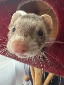 Friendly Ferret   Premium Cage & Accessories - Photo 3