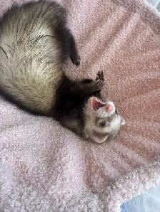 Friendly Ferret   Premium Cage & Accessories - Photo 4