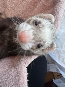 Friendly Ferret   Premium Cage & Accessories - Photo 5