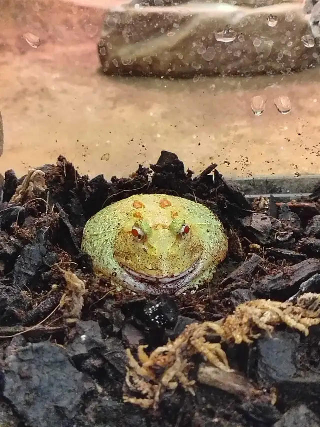 Pikachu Pac-Man frog