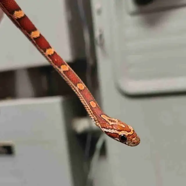 baby corn snake