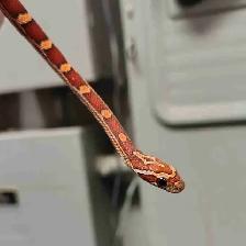 baby corn snake