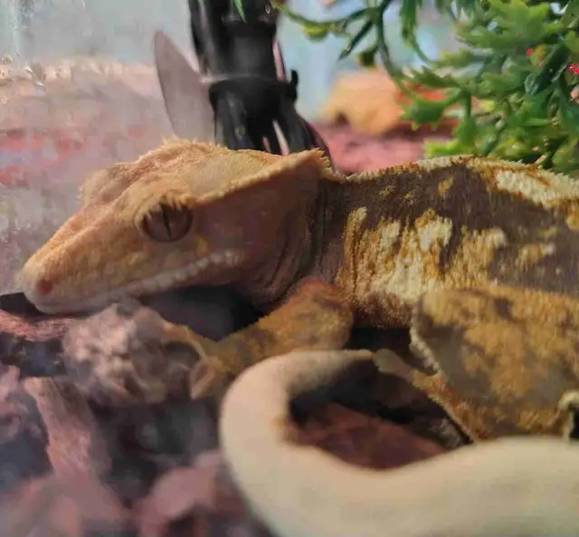 baby crested gecko