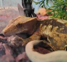 baby crested gecko