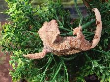 baby crested gecko - Photo 2