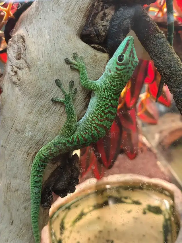Madagascar giant day gecko