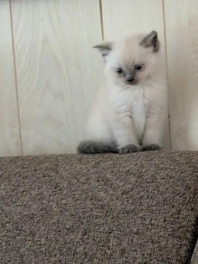 ragdoll kittens ready to go