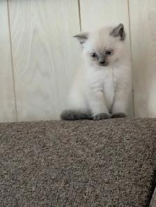 ragdoll kittens ready to go