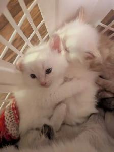ragdoll kittens ready to go - Photo 2