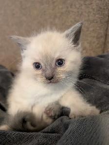 ragdoll kittens ready to go - Photo 3